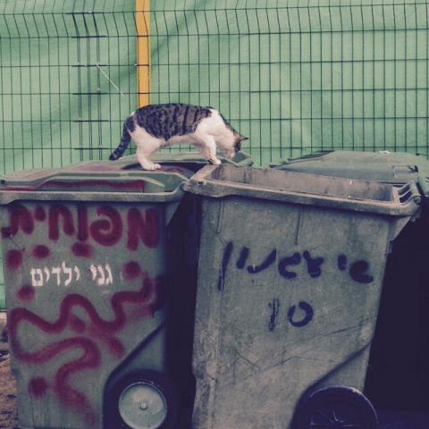 "ילדינו נעקצים בגן" - חינוך בפתח תקווה