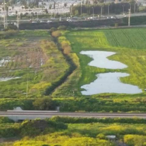 היתושים הגיעו: משרד להגנ"ס מנחה את הרשויות המקומיות למנוע מפגעים - איכות הסביבה וחזות העיר בפתח תקווה