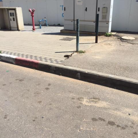 נחש נתפס בכניסה ללובי של בניין בפתח תקוה - חדשות בפתח תקווה