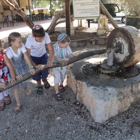 "כיצד מגיעים הזיתים לצלחת?" - אוכל בפתח תקווה