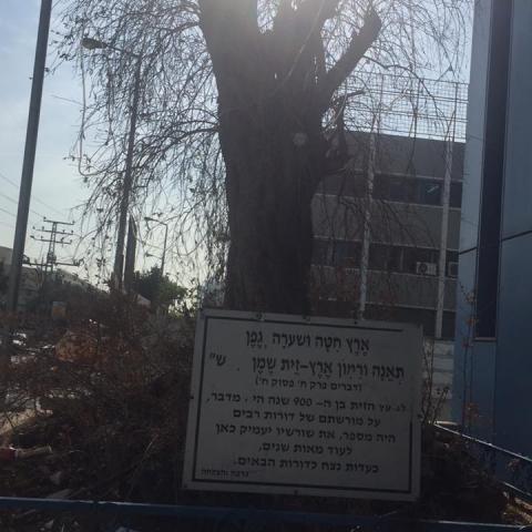 כך משמרים עץ זית בן – 900 שנה בפ"ת - איכות הסביבה וחזות העיר בפתח תקווה