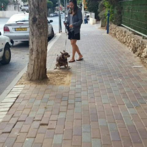 פקחי העירייה רשמו 165 דוחו"ת שקנס בצידן לבעלי כלבים שלא הרימו את הקקה של הכלבים - איכות הסביבה וחזות העיר בפתח תקווה