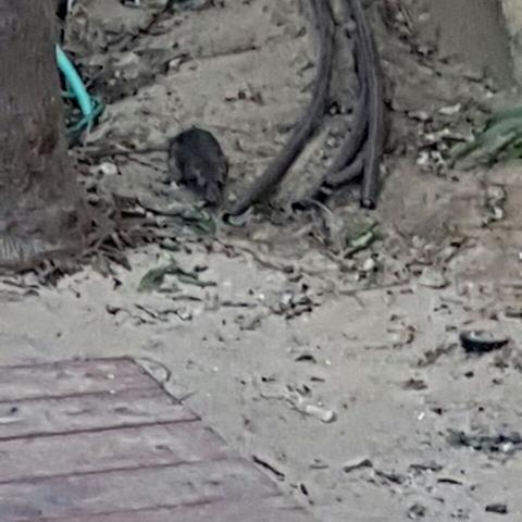 מתקפת חולדות באשכול גנים של ש"ס - חינוך בפתח תקווה
