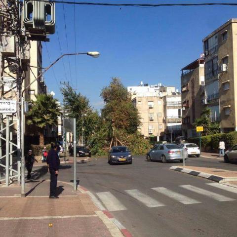 עץ קרס ברחוב פינסקר - איכות הסביבה וחזות העיר בפתח תקווה