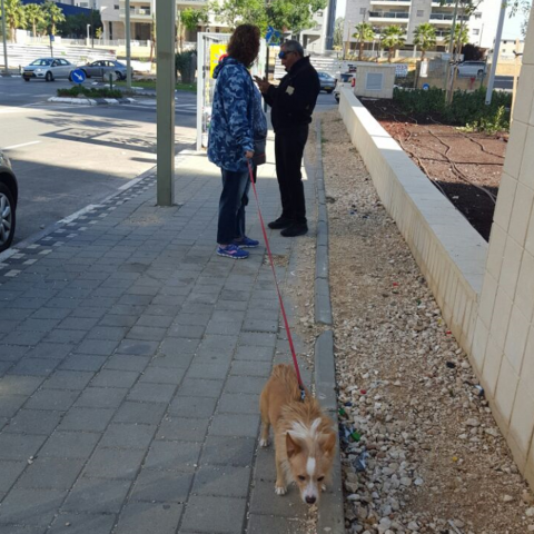 בעלי כלבים: תאספו את עצמכם ואת גללי כלביכם - איכות הסביבה וחזות העיר בפתח תקווה
