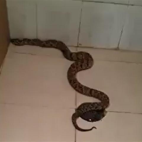 נלכד נחש צפע במרכז פתח תקוה - חדשות בפתח תקווה