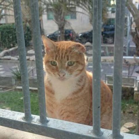 דאגה. נעלמו 3 חתולים סמוך לעירייה - בעלי חיים בפתח תקווה