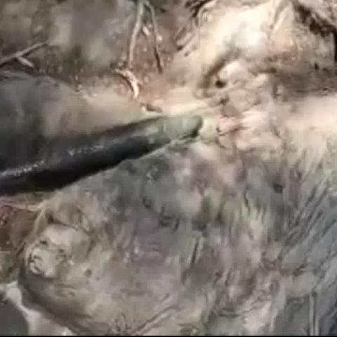 נמצאה פצצת מרגמה במקורות הירקון באזור כפר הבפטיסטים - חדשות בפתח תקווה