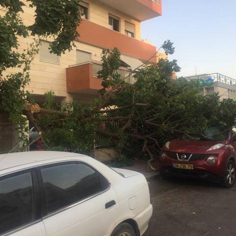 רגעים לפני כניסת החג: עץ קרס על רכב וחסם כניסה לבית ברחוב לוחמי הגיטו - חדשות בפתח תקווה