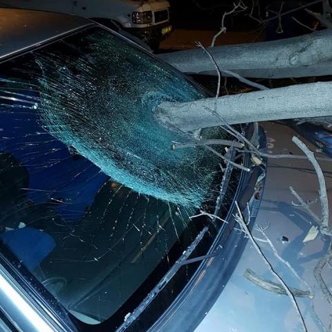 עץ קרס על רכבים חונים ברחוב ח"ן - חדשות בפתח תקווה