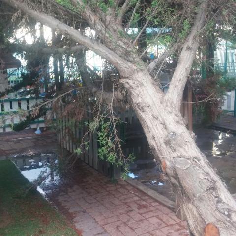 עץ קרס במעון ששהו בו עשרות פעוטות - איכות הסביבה וחזות העיר בפתח תקווה