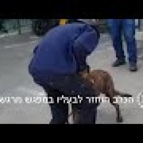 צפו במפגש המרגש: בתום כ - 72 שעות הכלב הוחזר לבעליו - חדשות בפתח תקווה