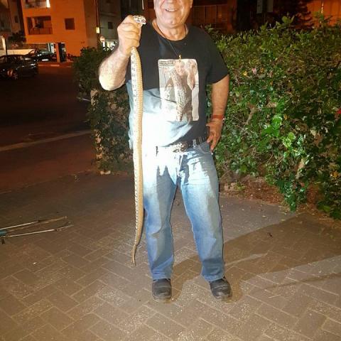 צפו במאבק נגד נחש צפע ברחוב הרב קוק (סרטונים) - חדשות בפתח תקווה