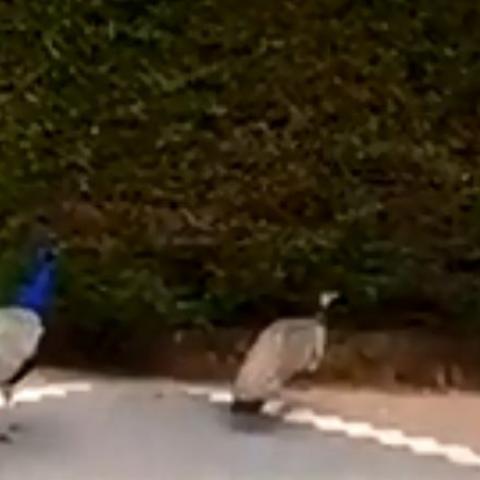 תרנגולות האירוויזיון תופסות כנפיים. קוקומאניה  - צפו בסרטון! - בעלי חיים בפתח תקווה