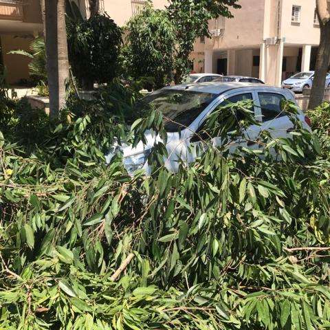 גזם יקר - ממש הגזמת! - חדשות בפתח תקווה