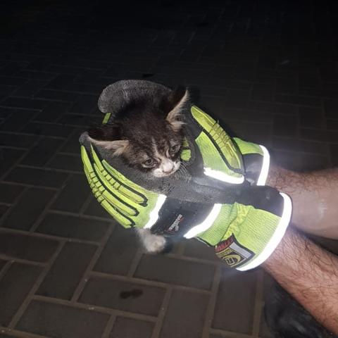 צפו במבצע חילוץ גור חתולים שנלכד בקורת ברזל (וידיאו) - חדשות בפתח תקווה