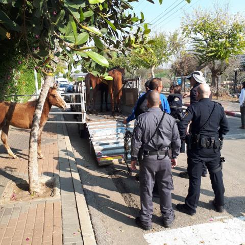 נתבע ביותר מ-2 מיליון ש"ח: החזיק סוסים וחמורים לרכיבה בפתח תקווה, בתנאים ירודים וקשים - בעלי חיים בפתח תקווה