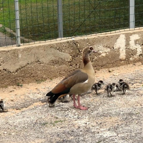נילס הולגרסון בפתח תקווה? אמא אווזה ואפרוחיה יצאו לטיול ברחובות פתח תקווה - בעלי חיים בפתח תקווה