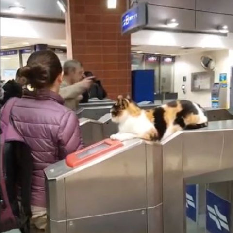 הכירו את השומרת החדשה בתחנת הרכבת בקרית אריה בפתח תקווה – הסרטון שזכה למיליוני צפיות - בעלי חיים בפתח תקווה