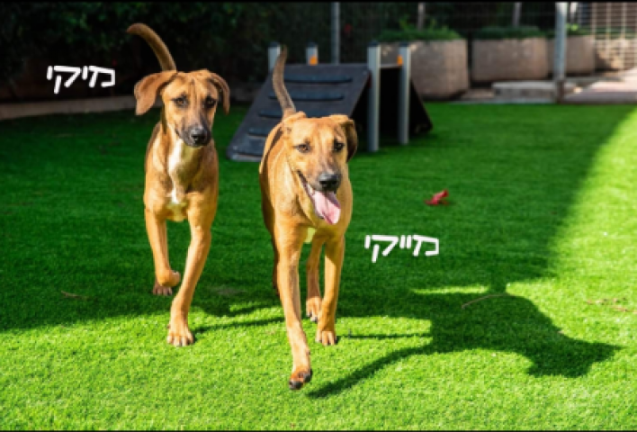 מיקי ומייקי מחכים לכם היום בחניון עיריית פתח תקווה - בעלי חיים בפתח תקווה