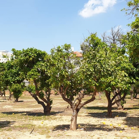 העירייה תעקור פרדס מימיה הראשונים של השכונה ותקים בשטחו מבנה ציבור נוסף לטובת הציבור הדתי - חדשות בפתח תקווה