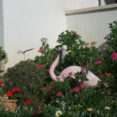 החסידה הגיעה: תושבת העיר העבירה פסלי רחוב מכיכרות העיר לחצר ביתה (וידיאו) - חדשות בפתח תקווה