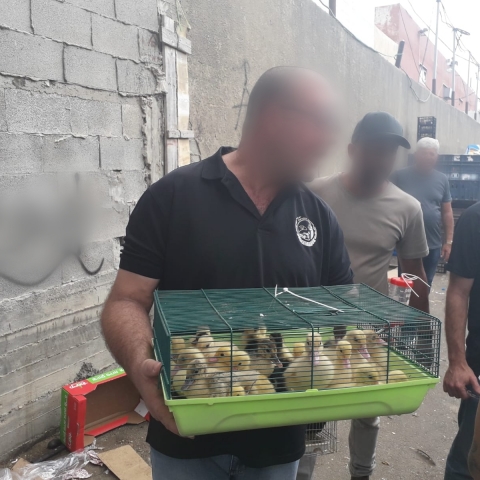 מבצע אכיפה ממוקד חשף החזקה ומכר בלתי חוקי של בעלי חיים בשוק בכפר קאסם - חדשות בפתח תקווה