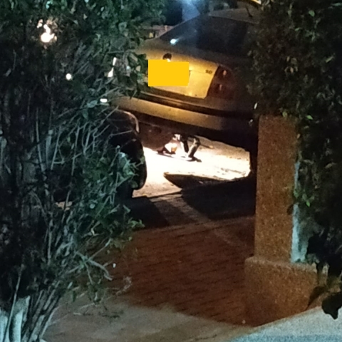 המשטרה הוזעקה לרח' נחלת צבי בפ"ת, בשל דיווח על מטען חבלה צמוד לרכב (וידיאו) - חדשות בפתח תקווה