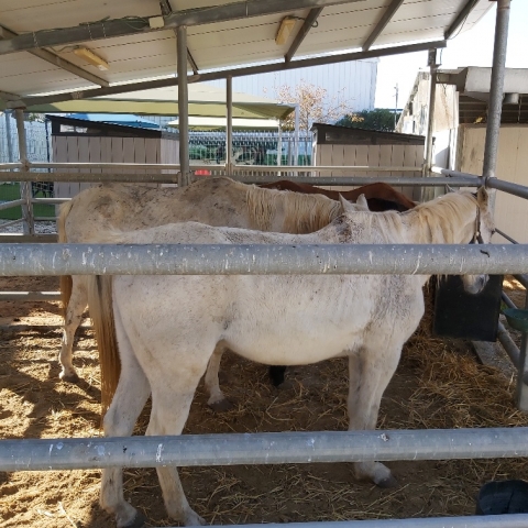 בוצעה התערבות דחופה להצלת סוסים וחמורים שנמצאו במצב גופני גרוע באזור סגולה - בעלי חיים בפתח תקווה