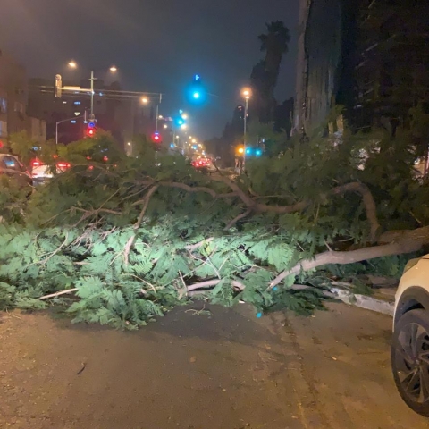 חורף בפתח תקווה: תקלות רמזורים מטופלות, פונה עץ שקרס ברח' עין גנים - חדשות בפתח תקווה