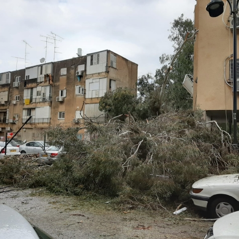 עצים קרסו על רכבים ברח' מונטיפיורי בפתח תקווה (וידיאו) - חדשות בפתח תקווה