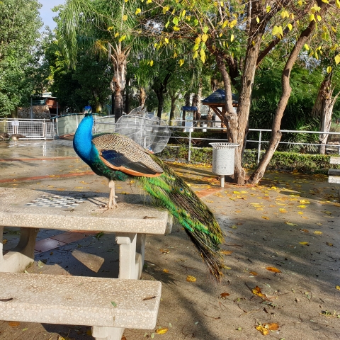 מרחבים ציבוריים חדשים לסטודנטים: יוכלו ללמוד בספריות עם ספרים ובגן החי עם בעלי החיים - חינוך בפתח תקווה