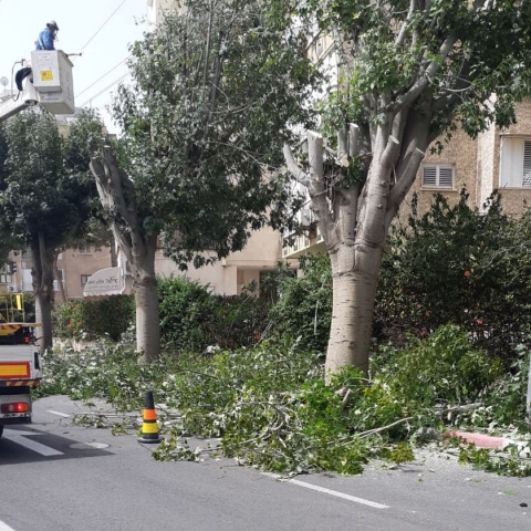 עיריית פתח תקוה יזמה מבצע משותף עם חברת חשמל לגיזום עצים וצמצום הנזקים בגין נפילות העצים על בתים - חדשות בפתח תקווה