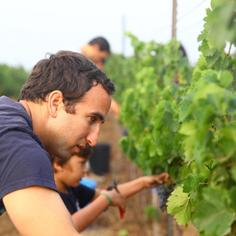 הזום של החקלאים: הכירו את האפליקציה כחול-לבן שהצילה מאות אלפי טונות של פירות וירקות - חדשות בפתח תקווה