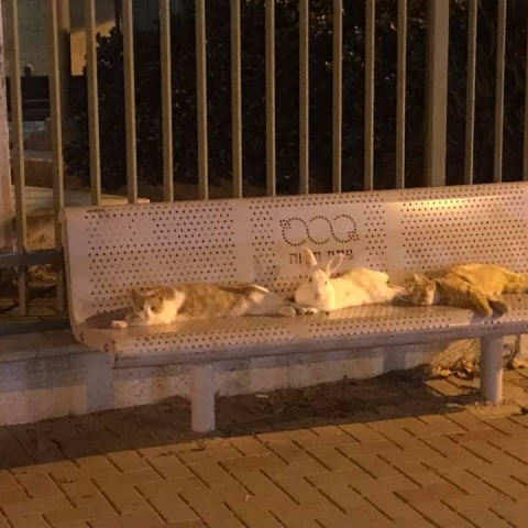 התמונה ששברה את הרשת: אני והחבר'ה - בעלי חיים בפתח תקווה