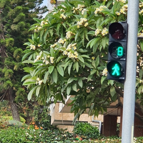 החל פיילוט להפעלת רמזורים עם טיימר עבור הולכי הרגל - תחבורה בפתח תקווה