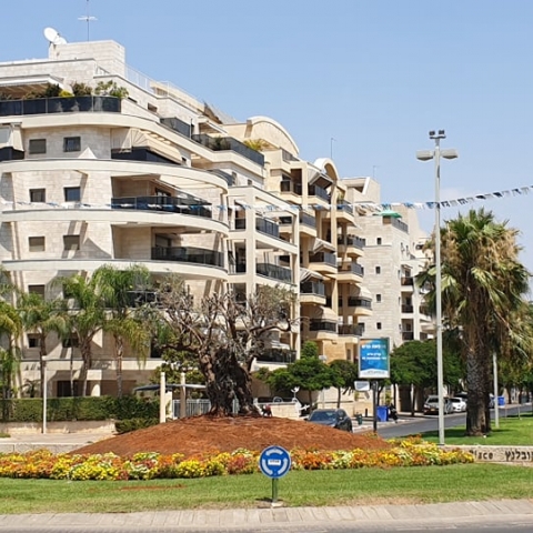 תושבים מכפר גנים דורשים להחזיר את הסוסים לכיכר - חדשות בפתח תקווה