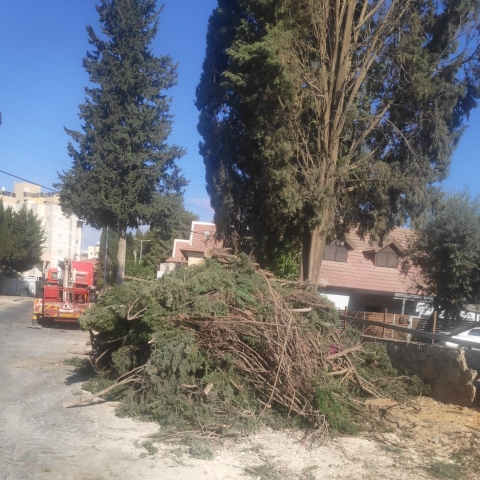נכרתו 3 עצי ברוש בני 80 שנה בכפר אברהם בכניסה לביתו של תושב הפעיל בפורום סרוגים העירוני - חדשות בפתח תקווה