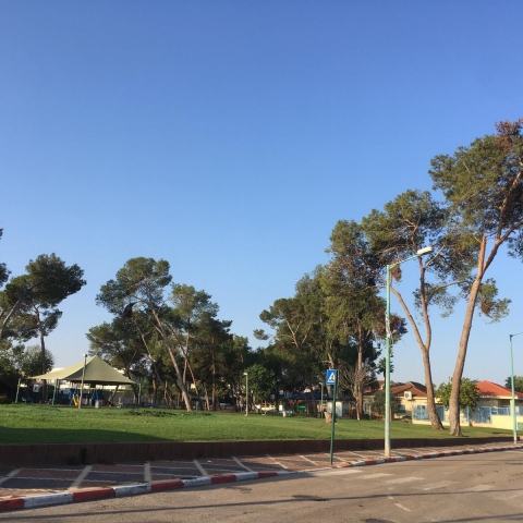 העירייה מתכננת לכרות 5 עצי אורן נוספים בשיכון בילינסון בפתח תקווה - חדשות בפתח תקווה