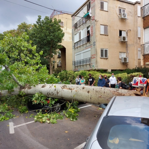 נס ברחוב סלנט: 2 תושבים יצאו מהרכב שניות לפני שהעץ קרס על רכבם - חדשות בפתח תקווה