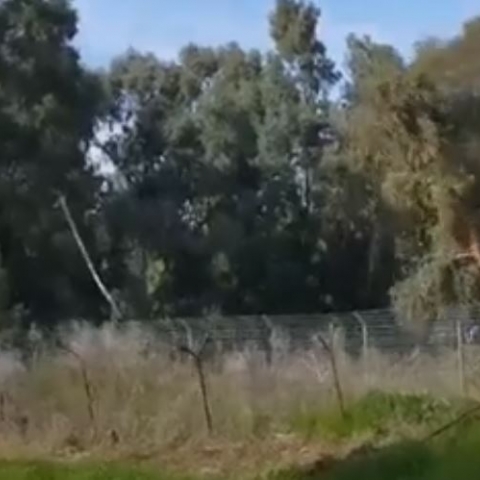עצי אקליפטוס וותיקים בסירקין נכרתו לצורך הרחבת שטחי אימונים (וידיאו) - איכות הסביבה וחזות העיר בפתח תקווה