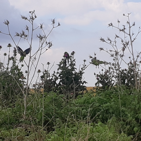 בריכת הנופרים מקורות הירקון - טיולים ונופש בפתח תקווה