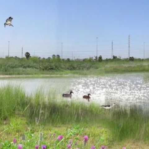 הוועדה המחוזית מרכז מפקידה תוכנית לשימור בריכת חורף בפתח תקוה שתפתח לציבור - איכות הסביבה וחזות העיר בפתח תקווה