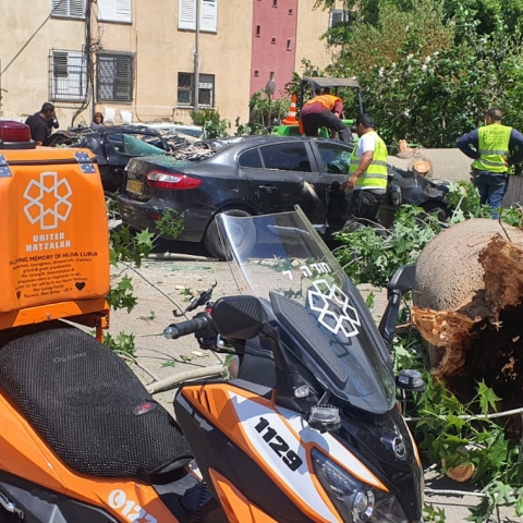 עץ קרס על כלי רכב ברח' ברנר בפתח תקווה - חדשות בפתח תקווה