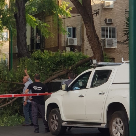 עץ קרס על רכב ברח' חפץ חיים בפתח תקווה - חדשות בפתח תקווה