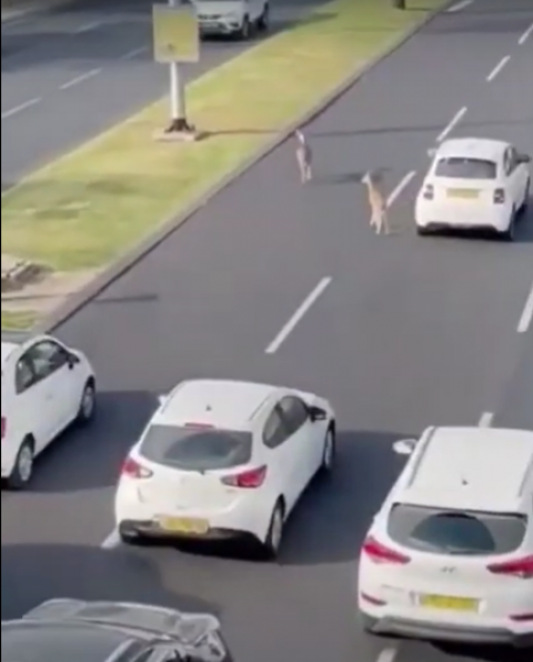 שובו של במבי: זו הסיבה לפקקים אתמול בתל אביב (וידיאו) - חדשות בפתח תקווה