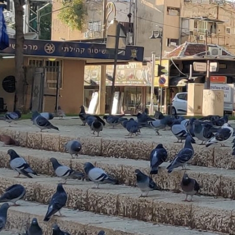 צריכים לעשות פיפי - לכו לכיכר המייסדים - חדשות בפתח תקווה