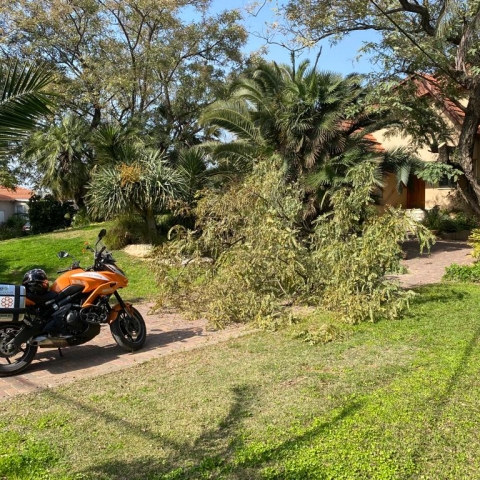 בן 65 נפל מגובה רב במהלך גיזום עץ בחצר ביתו - מצבו בינוני - חדשות בפתח תקווה