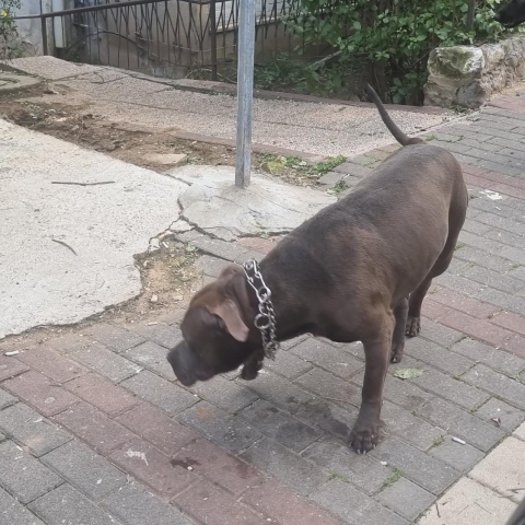 בת 30 ננשכה ע"י כלבה - מצבה בינוני - חדשות בפתח תקווה