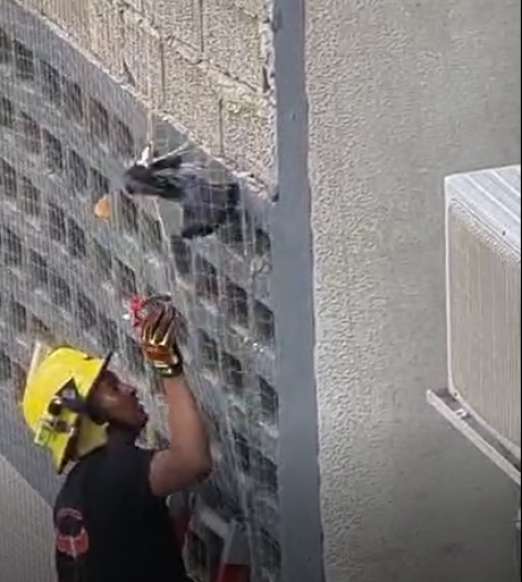 חג חירות שמח ליונה: כיבוי אש חילצו יונה שנתקעה ברשת ברזל על קיר בניין (וידיאו) - חדשות בפתח תקווה